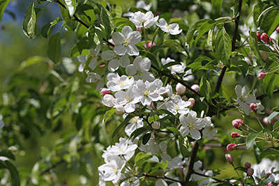 Traubenkirschenblüte