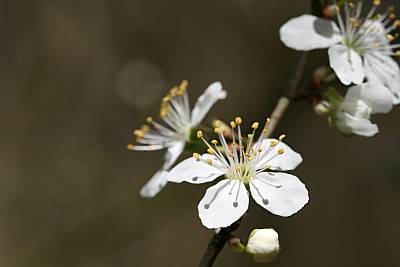 Birnbaum-Blüte