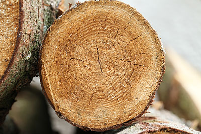 Detail aus einem Brennholzstapel