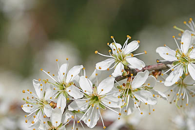 Schlehdornblüte
