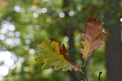Herbst 2009 in Blättern
