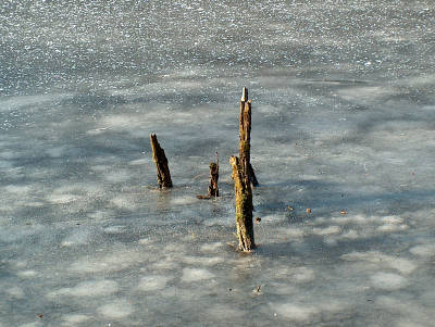 Totholz im Eis