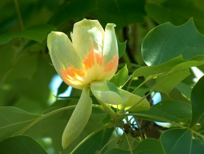 Tulpenbaum-Blüte