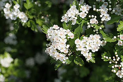 Weißdornblühen