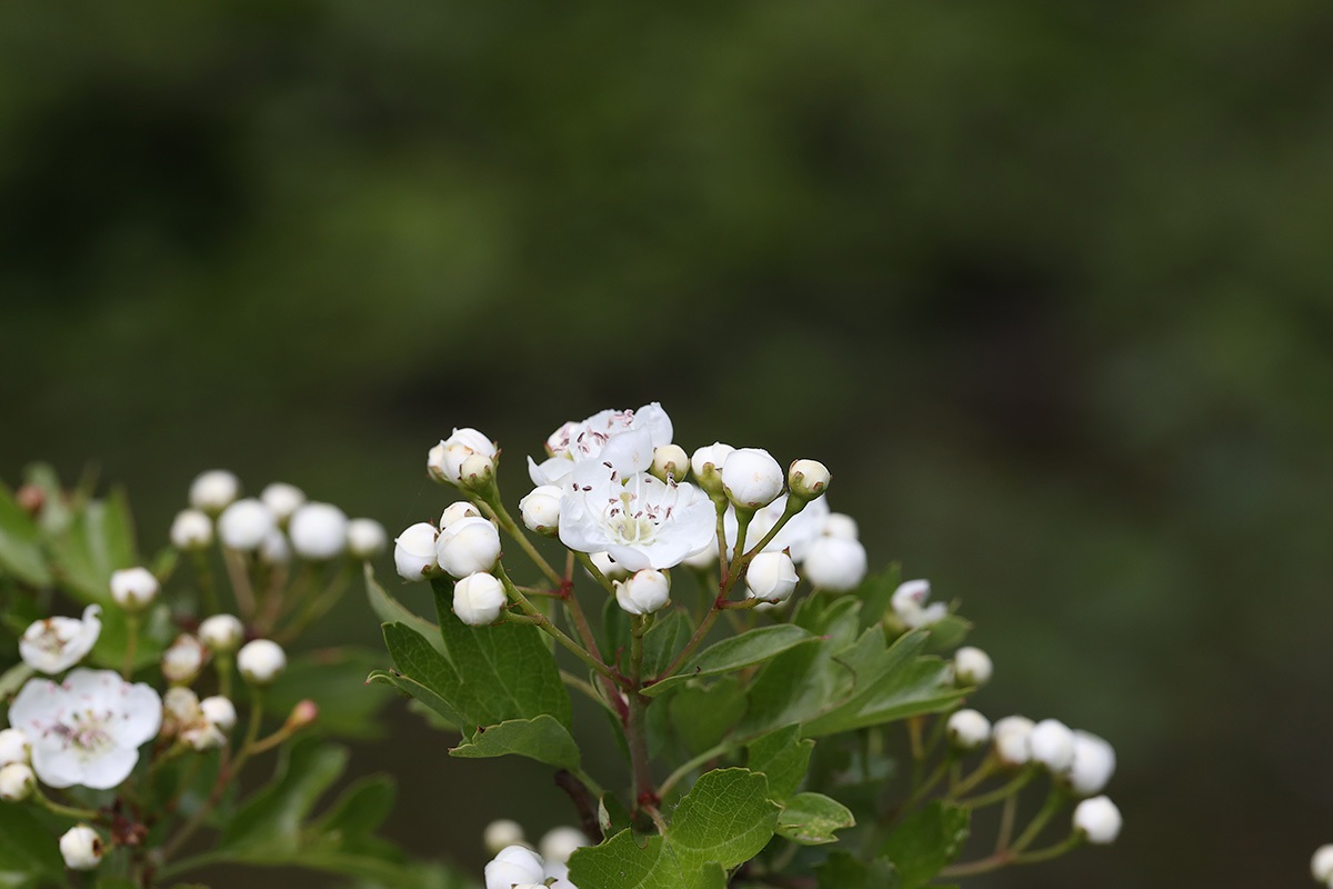 Baumfrühling 2019 - Weißdornblüte