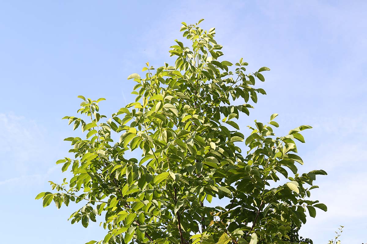 Junger Walnussbaum im Hochsommer, aus: Gartenbäume im sommerlichen Ensemble
