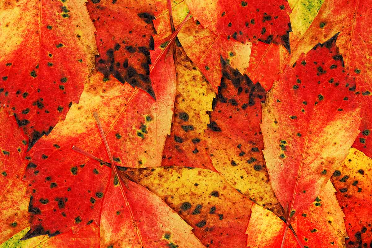 Herbstblätterkomposition