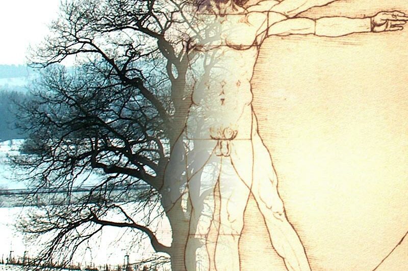 Der Baum des Lebens und die Spiegelung des Selbst
