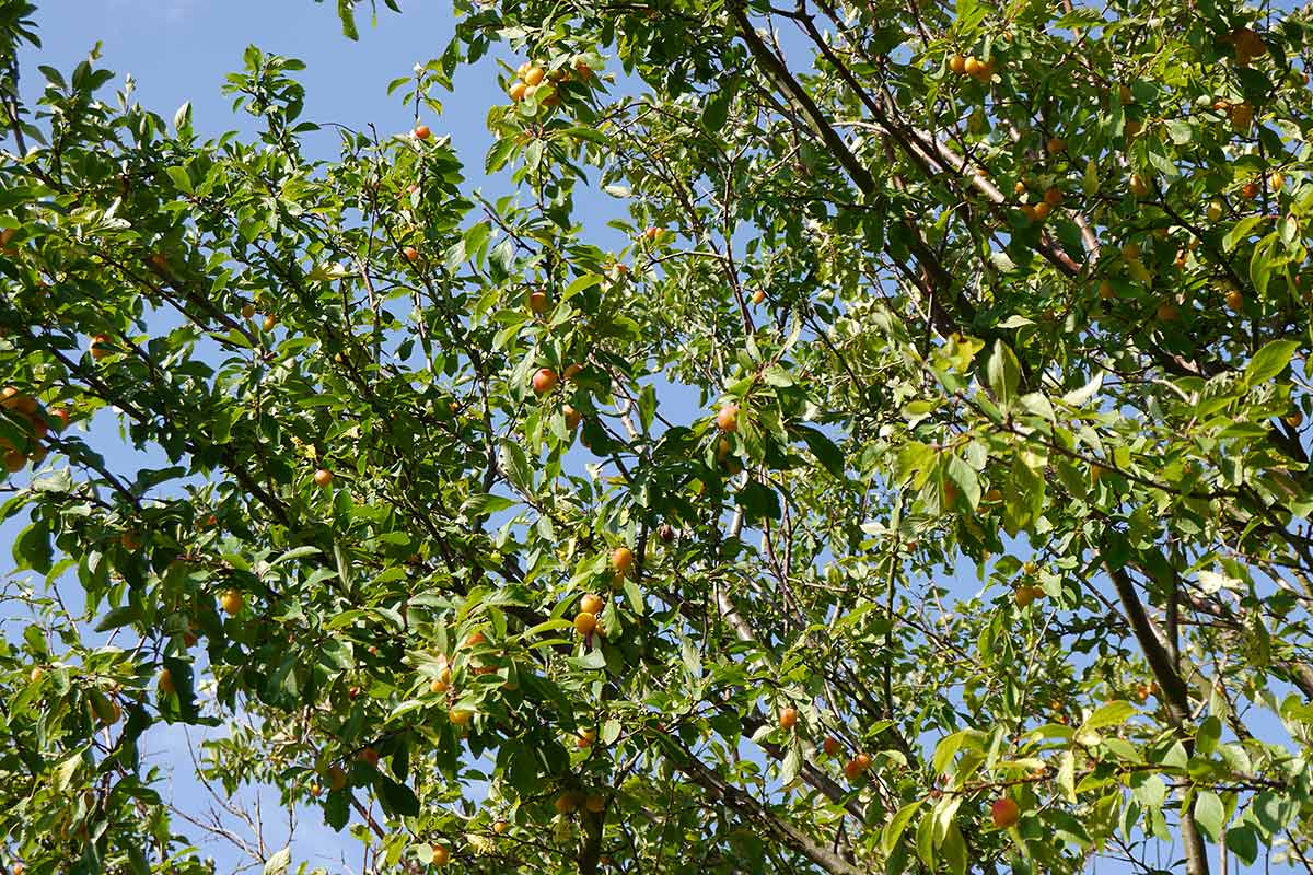 Reife Mirabellen am wildwachsenden Baum