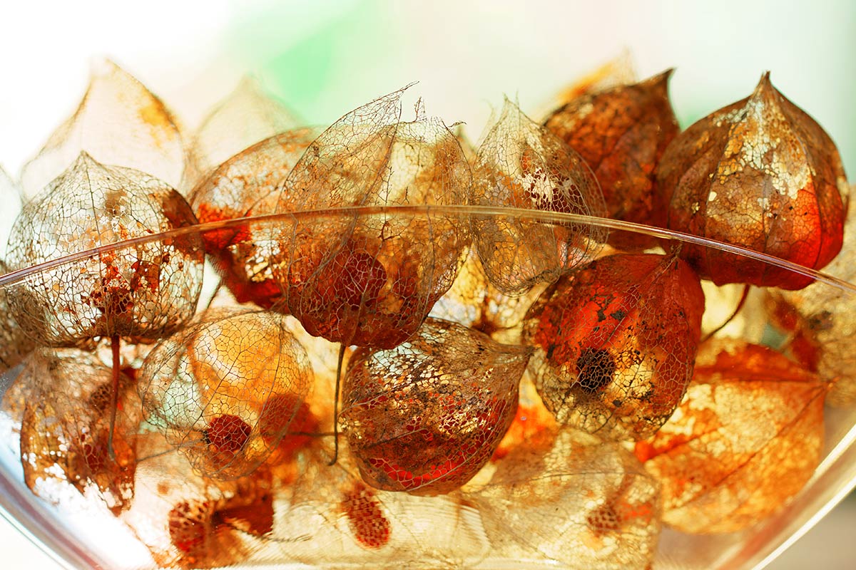 Sich auflösende Physalisfrüchte im herbstlichen Gegenlicht