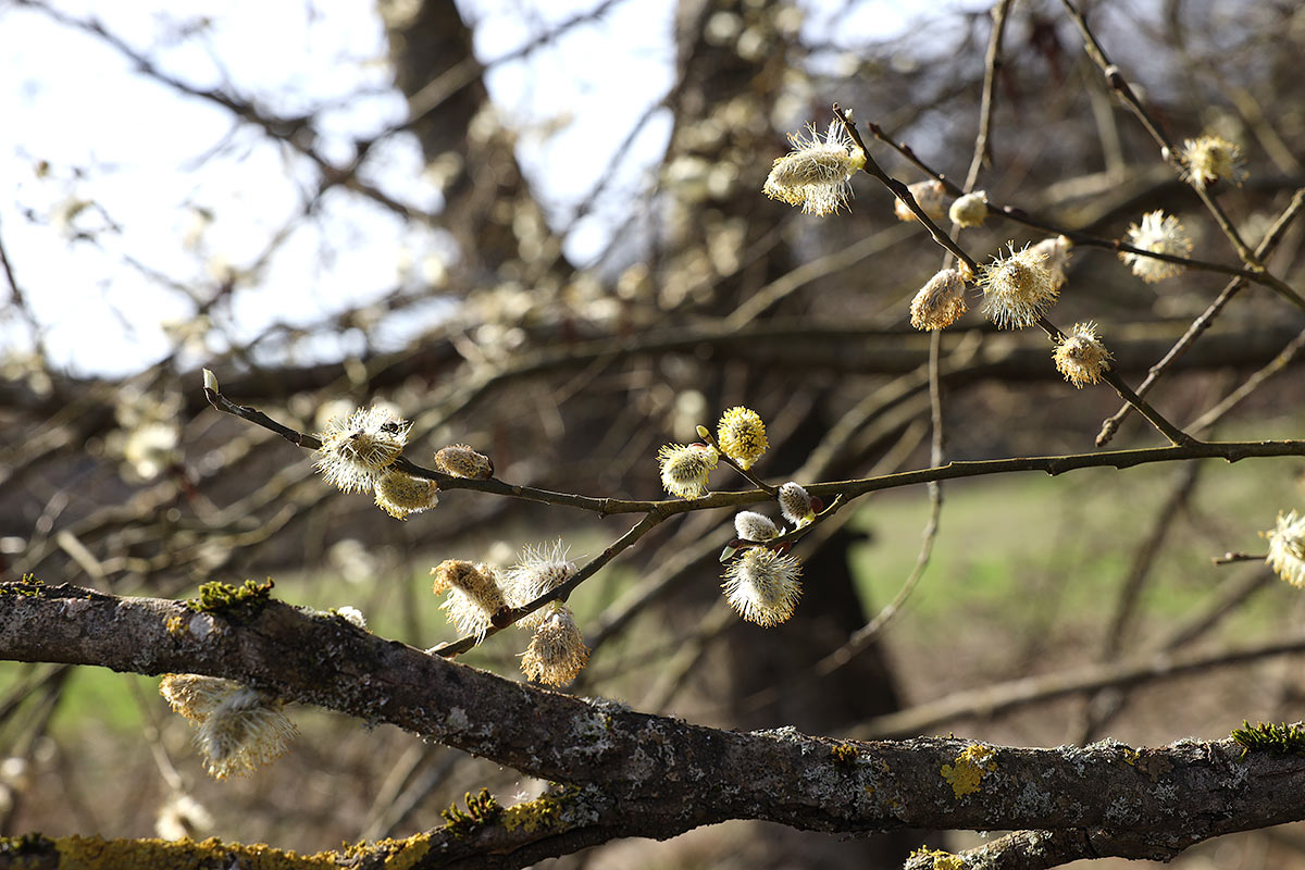 Zweig mit Weidenkätzchen im Frühling