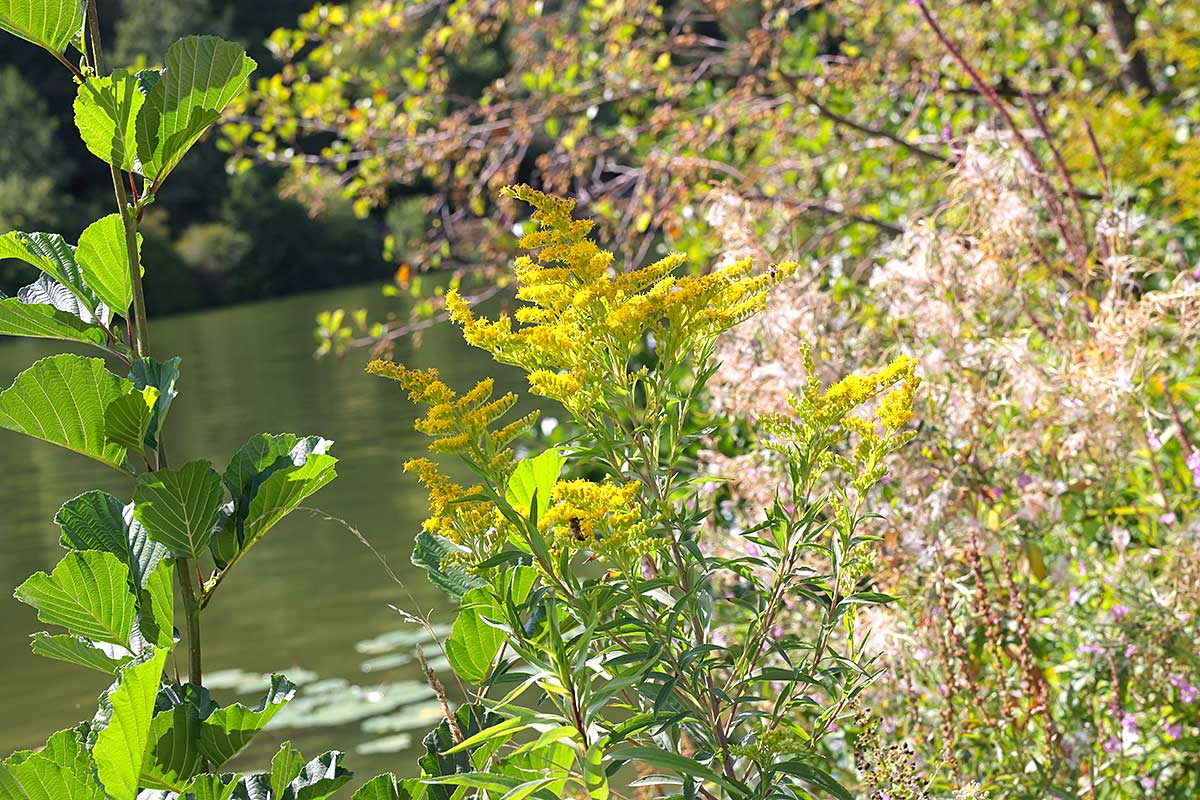 Saarufer-Vegetation im Spätsommer 2026 I Saarufer-Vegetation im Spätsommer 2026 I