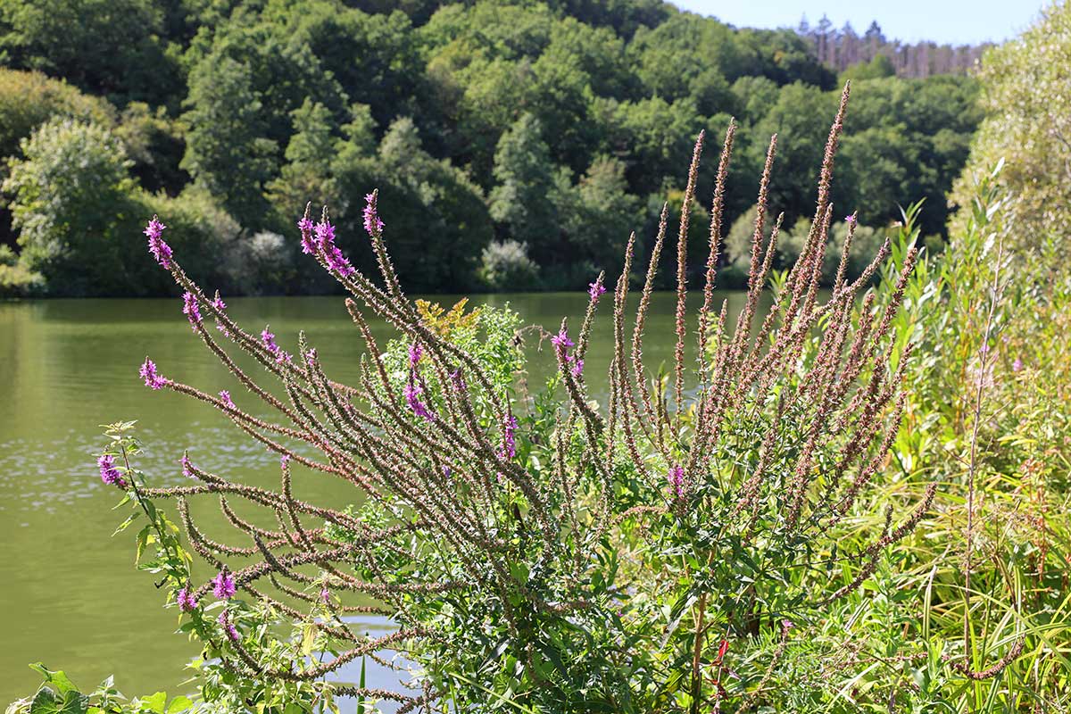 Saarufer-Vegetation im Spätsommer 2026 II Saarufer-Vegetation im Spätsommer 2026 II