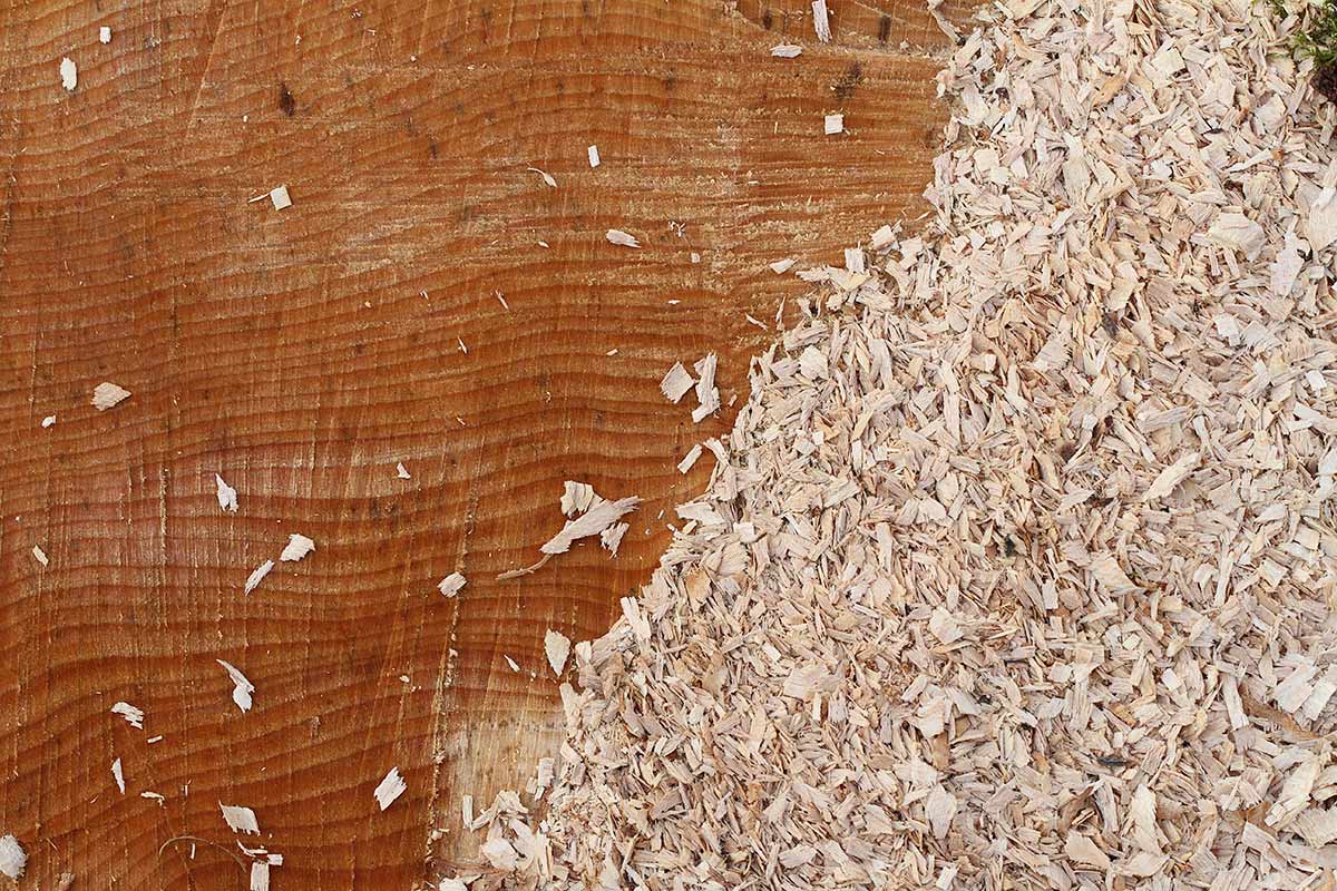 Holzstruktur eines gesägten Buchenabschnitts mit Spänen