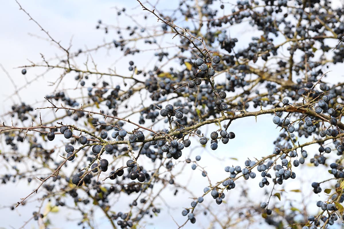 Zweig des Schwarzdorns mit reifen Früchten im Spätherbst