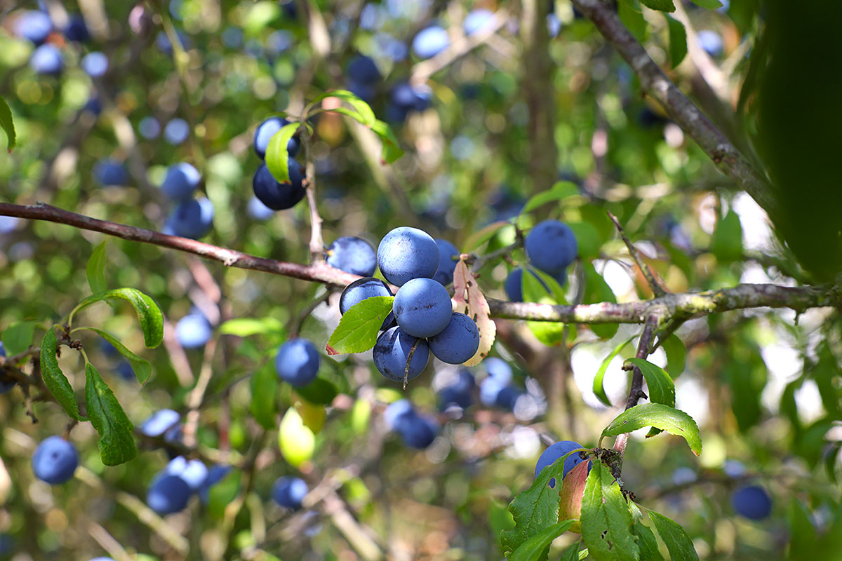Frucht des Schlehdorns im Spätsommer 2026 Frucht des Schlehdorns im Spätsommer 2026